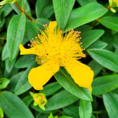 Macro