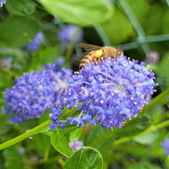 Macro