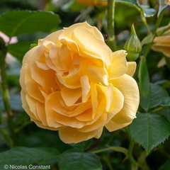 DSC 4860