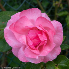 DSC 4885