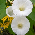 DSC 4896
