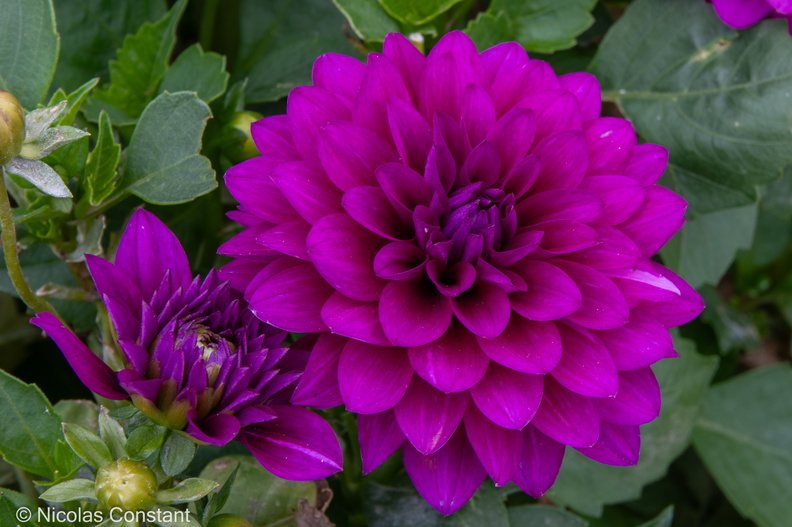 DSC_4899.jpg
