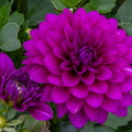 DSC 4899