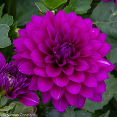 DSC 4900
