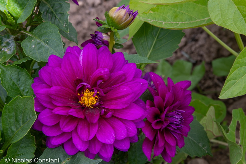 DSC_4901.jpg
