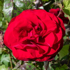 DSC 4918