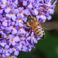DSC 4919