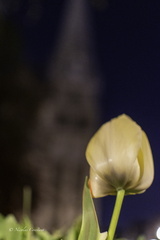 Chartres-48
