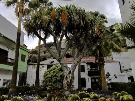 Tenerife 46